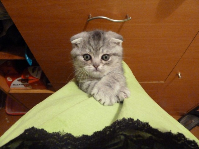 Котовторник 24.04.2012
