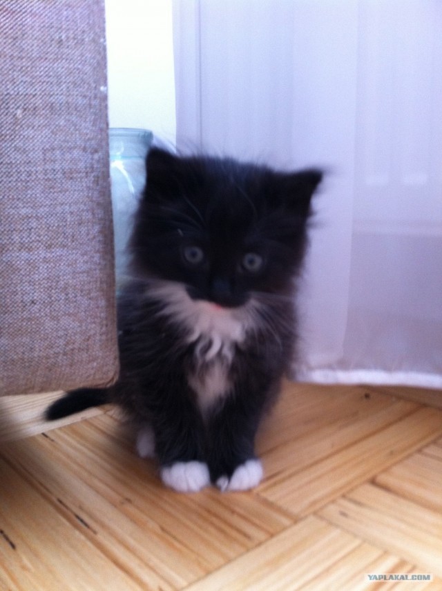 Котовторник 29.05.2012