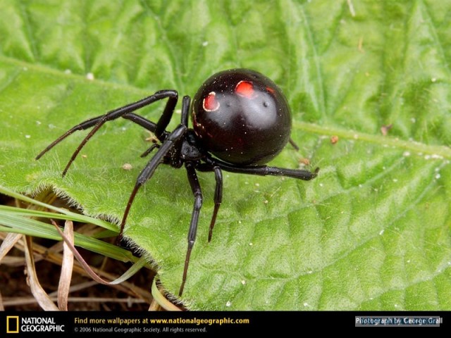 Жаль, что нет паукочетверга