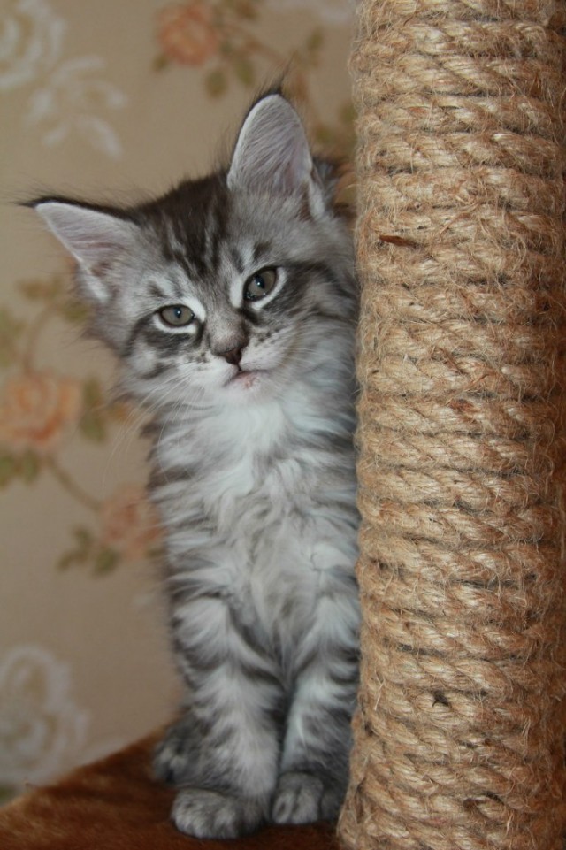 Котовторник  14.08.2012.