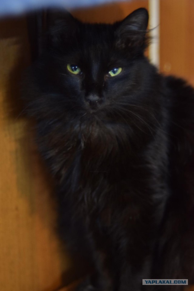 Котовторник 19.02.2019