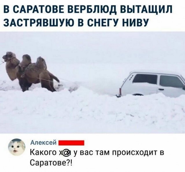Анекдоты, соц-сети и картинки с надписями