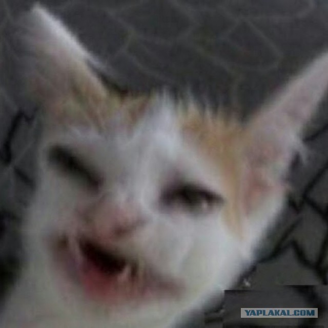 С Днём кошки!