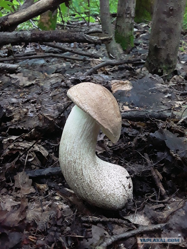 Грибные выходные