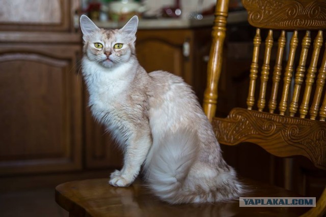 Котобелочка