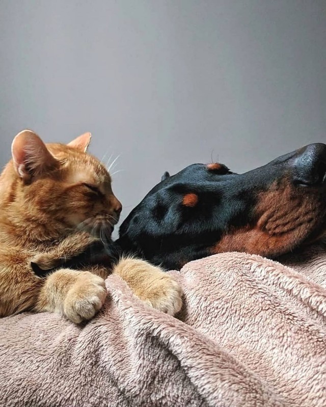 Уже не котовторник, но еще и не собакочетверг