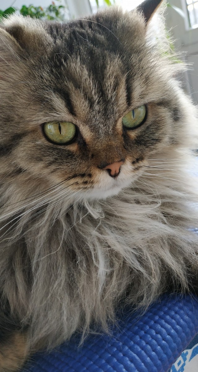 Котики