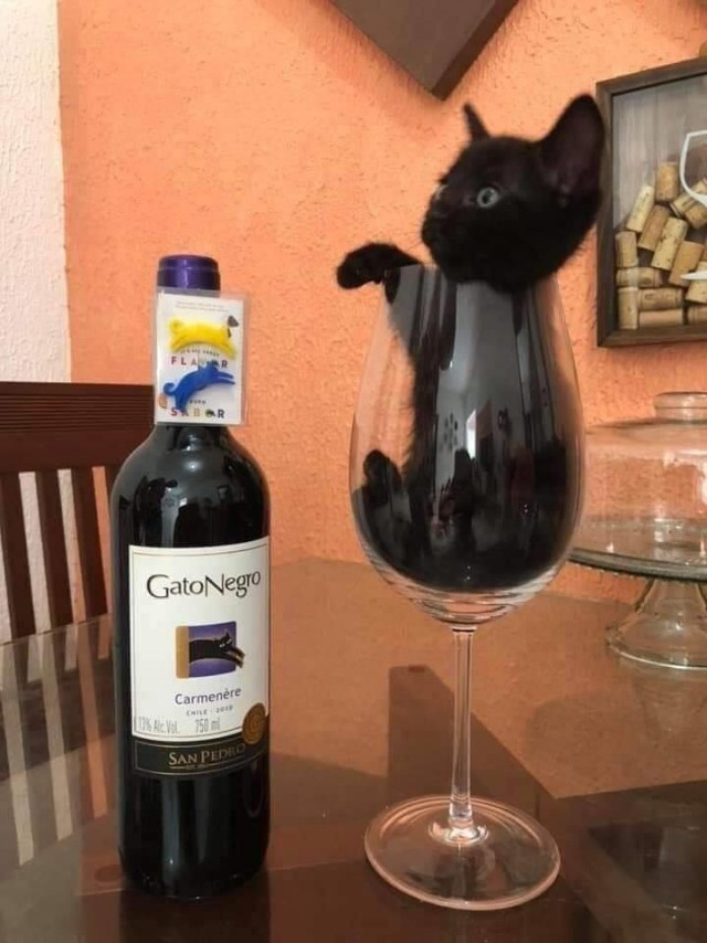 Забавные животные
