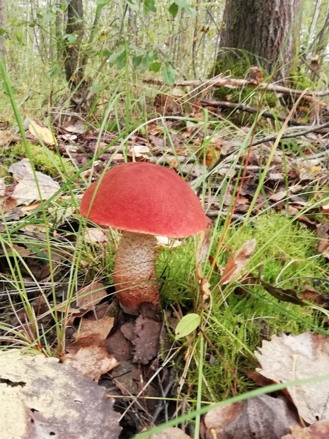 Грибы. Закрытие сезона
