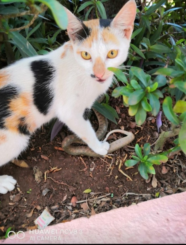 Уличные котаны