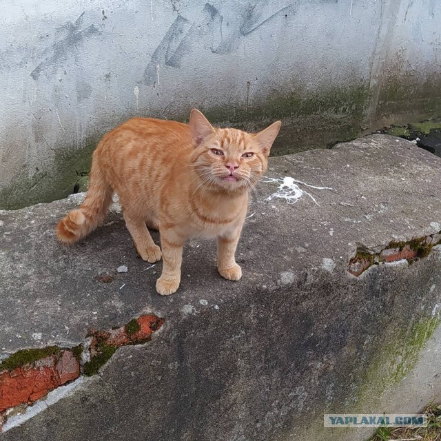 Кот в Одинцово ищет дом