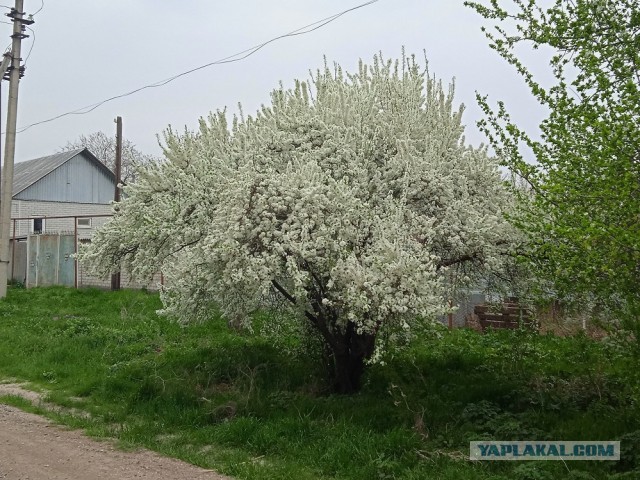 Все деревья а серебре, пляшут зайцы на горе, на реке сверкает лёд, наступает...