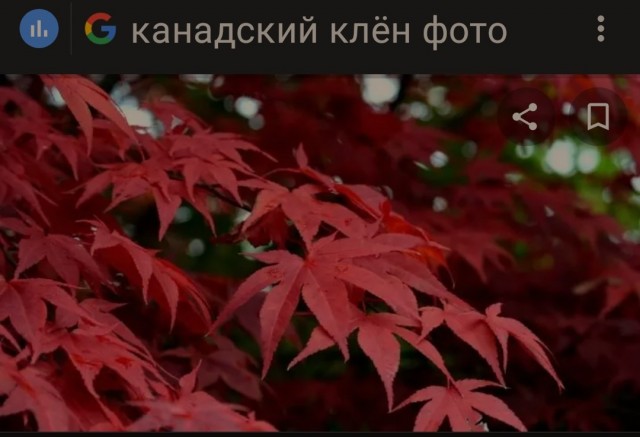 Суд Новгородской области оштрафовал женщину на 4 000 р. за пропаганду наркотиков из-за чехла с изображением конопли