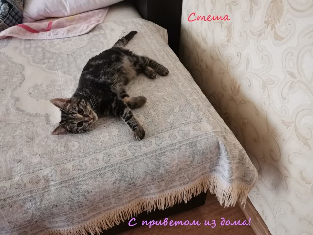 Жизнь домашнего приюта "Котоленд" 315