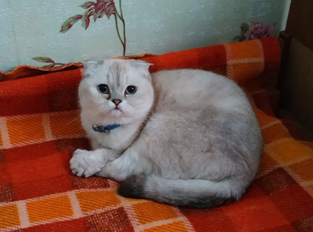 Первый котовторник 2022