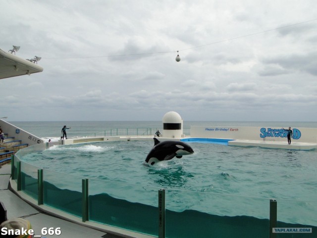 SeaworlD  Япония