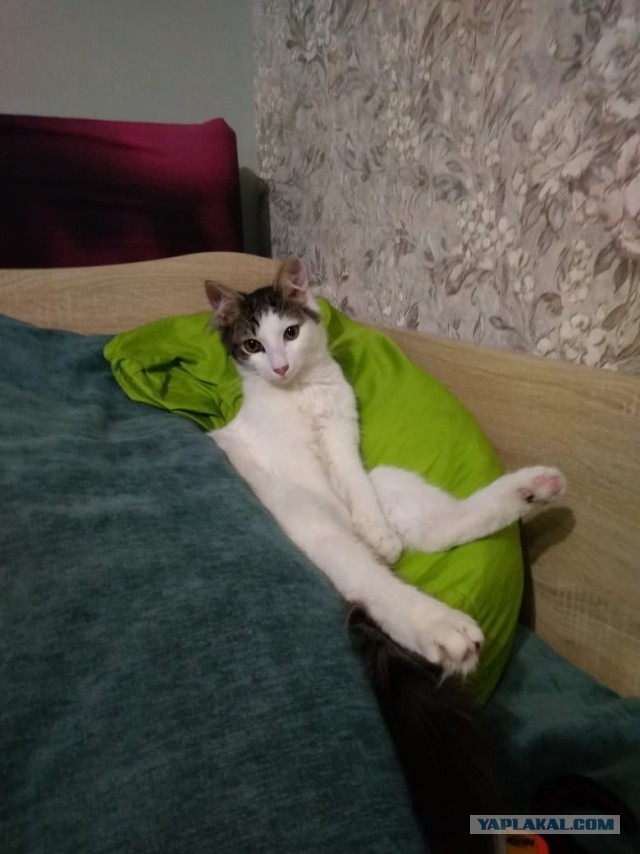 К котовторнику - мой подобрыш