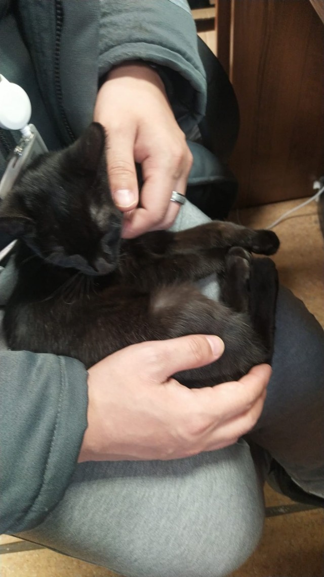 Чёрная кошечка Казань