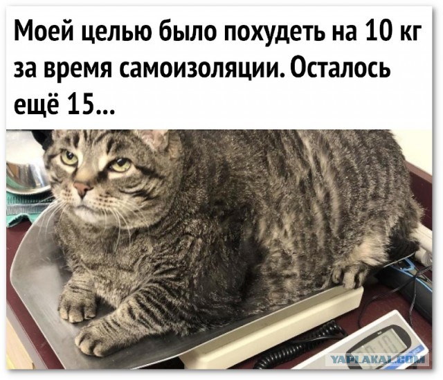 Остроконечники VS Тупоконечники