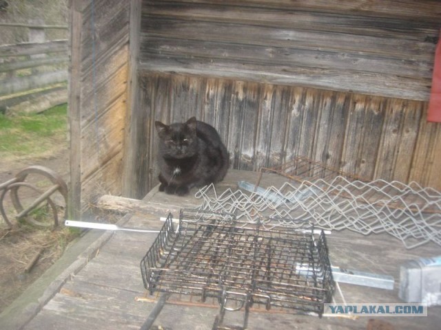 Жизнь домашнего приюта для котеек 390
