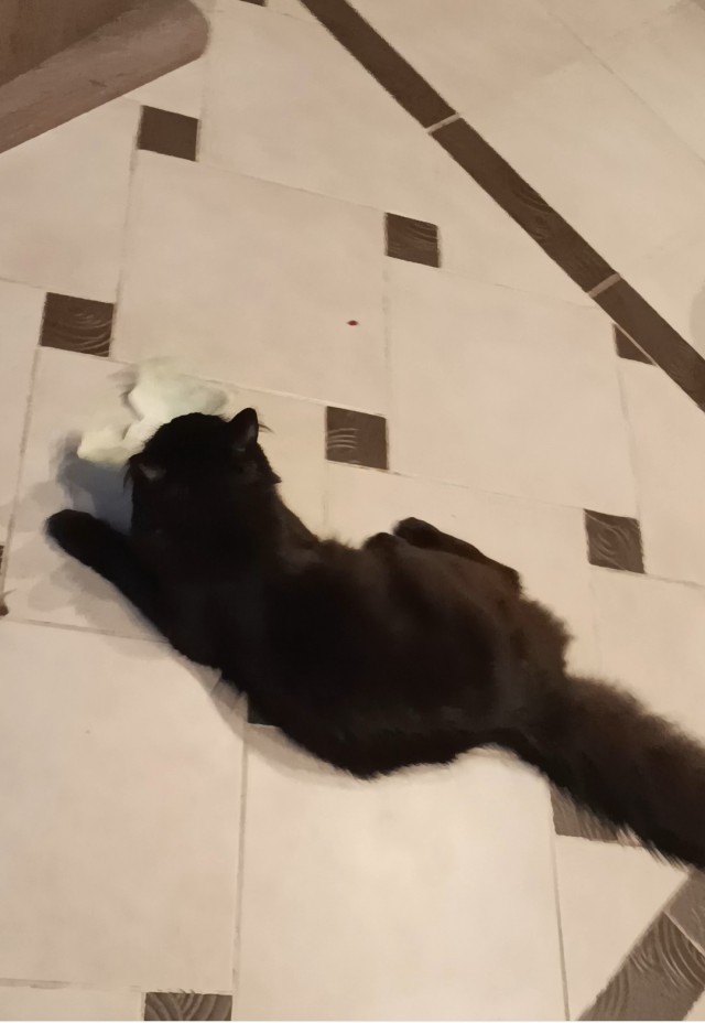 Котовторник ведь начался!