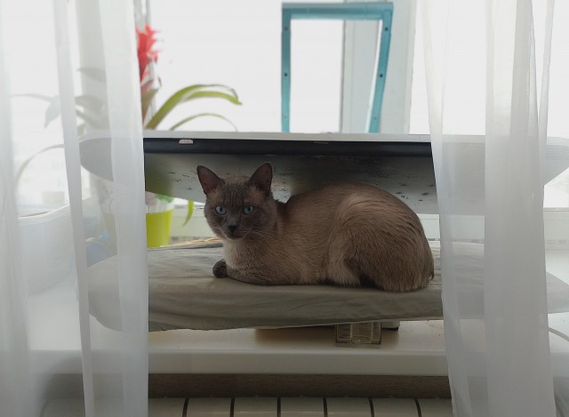 Котовторник ведь начался!