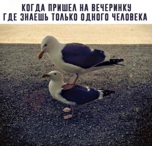 Забавные шутки, фразы, картинки из этих ваших интернетов