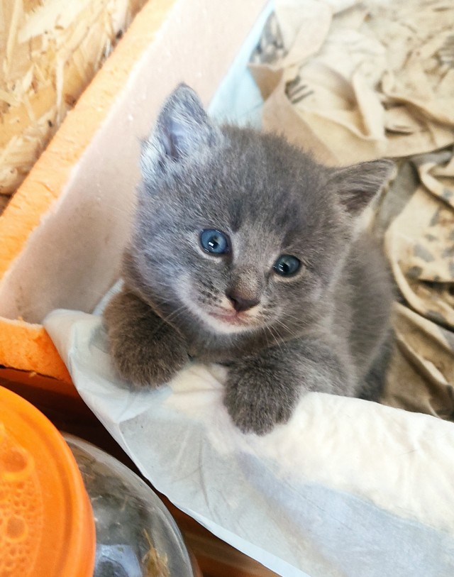 Кот д’Ивуар