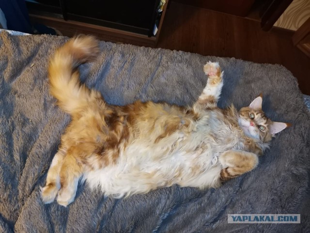 Котовторник 07.06.2022