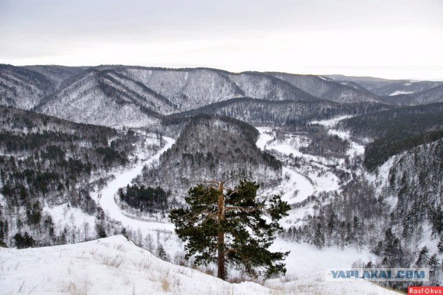 Красноярская тайга