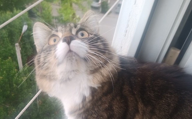 Александра к котовторнику!