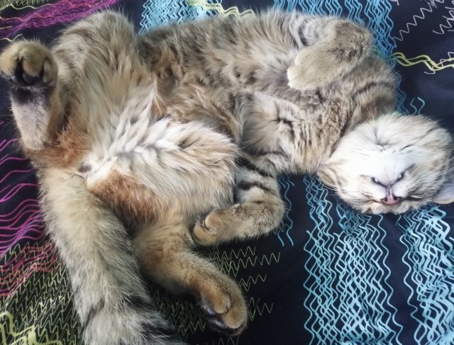 Алиса к котовторнику!
