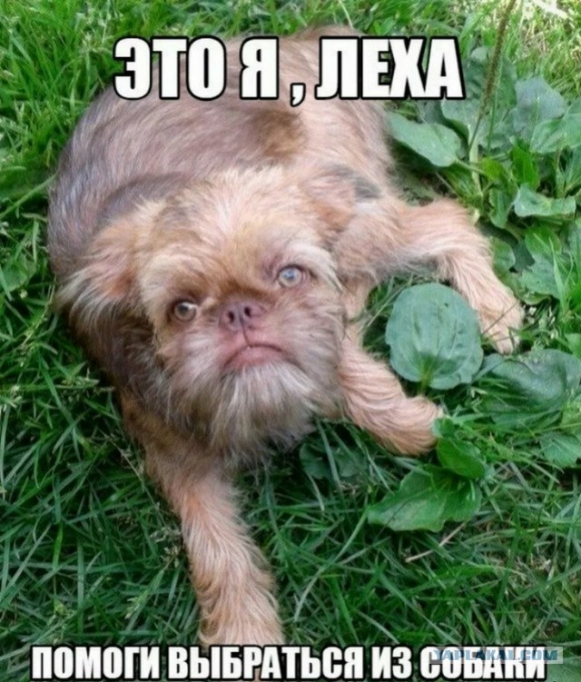 Подборка сумасшедших помесей собак