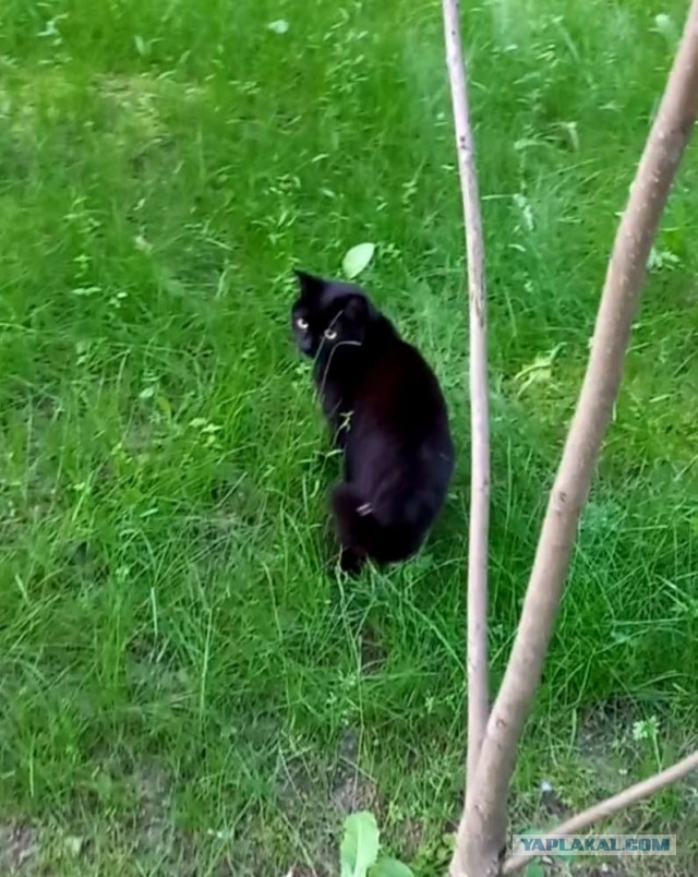 Сегодня День защиты черных котов!