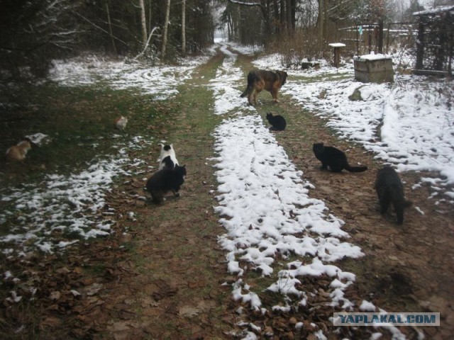 Жизнь домашнего приюта для котеек 423