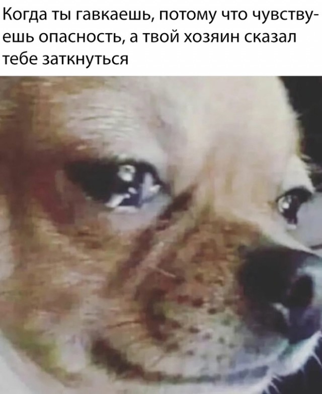 Весёлый полтишок 26.12.2022
