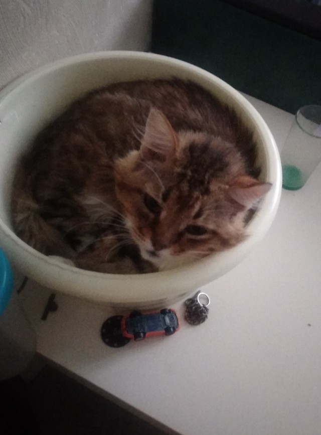 Даёшь котов в этот вторник!