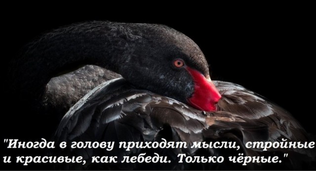 Победная поступь идиотизма по планете – том 5
