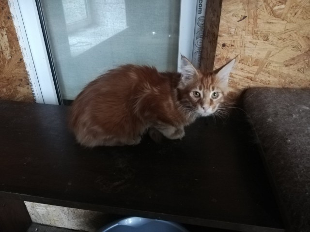 Подобрал рыжее чудо