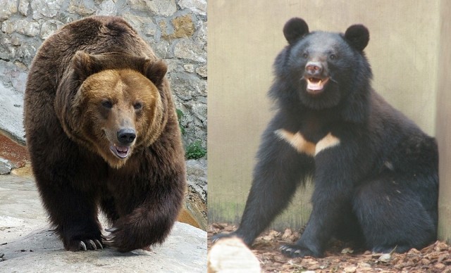 "SOS", кости и диктофон: Таинственные находки в парке Дайсецудзан, остров Хоккайдо