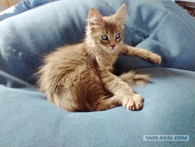 Котовторник. Немного сицилийских котов.
