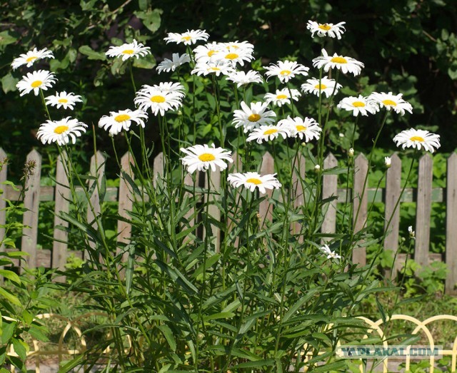 Снова смеркалось