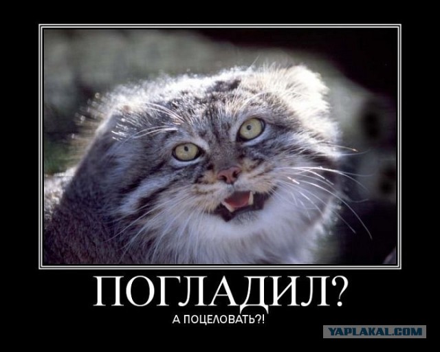 Погладь манула! Погладь манула сцуко!
