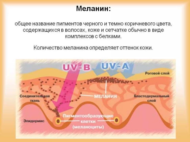 Почему у негров темная кожа, если все темное на солнце сильнее нагревается?
