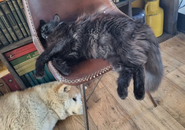 Котовторник в картинках