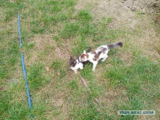 Жизнь домашнего приюта для котеек 516