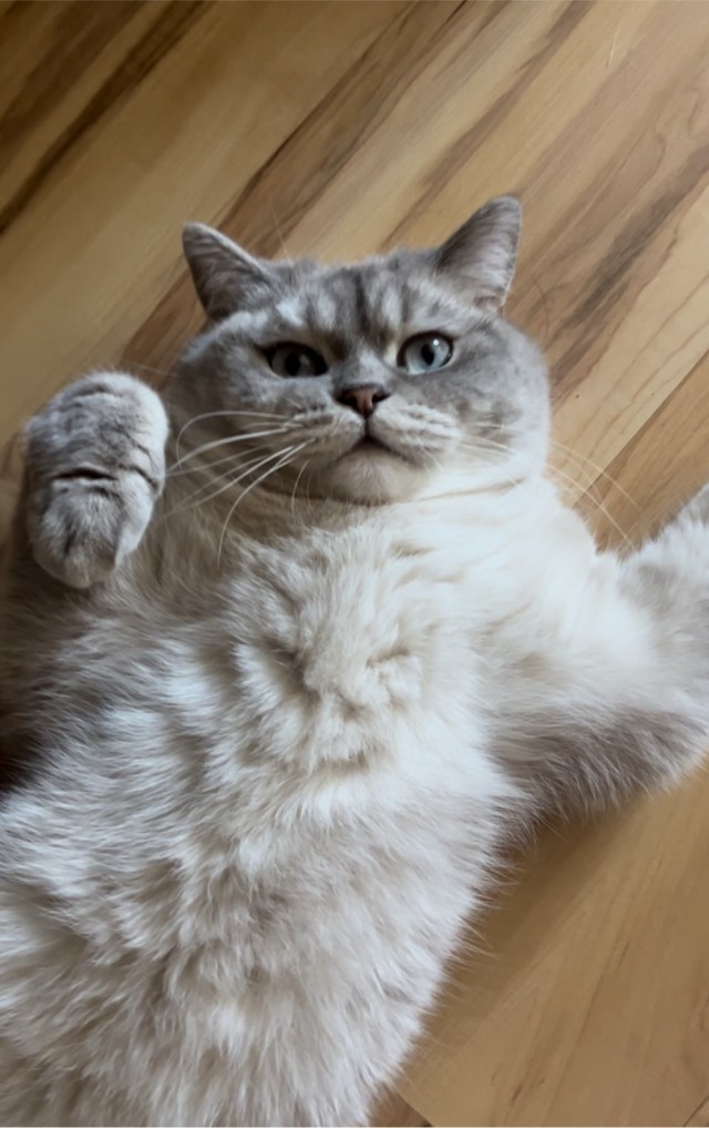 Купила кошке ковëр