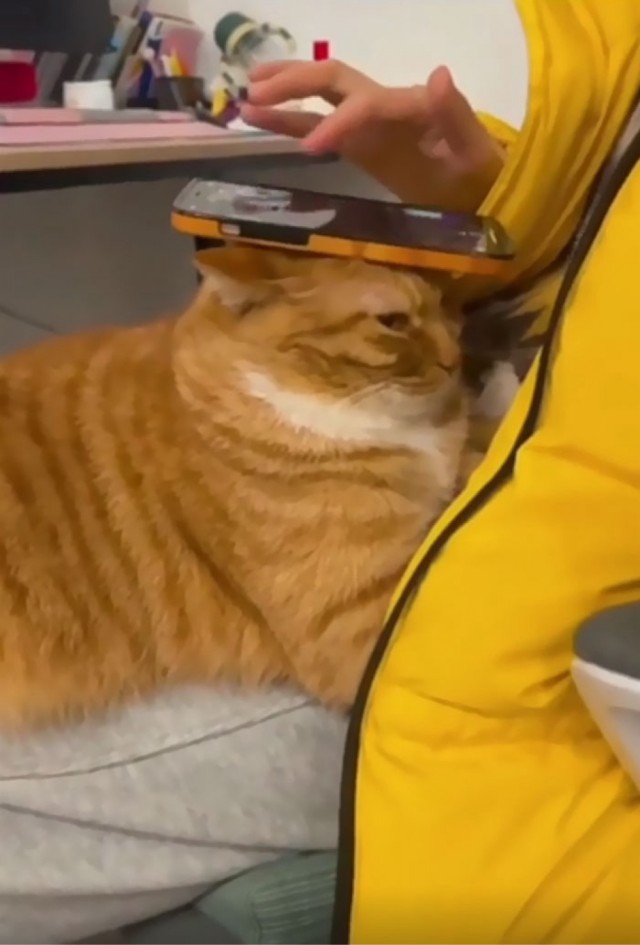 Котовторник в картинках