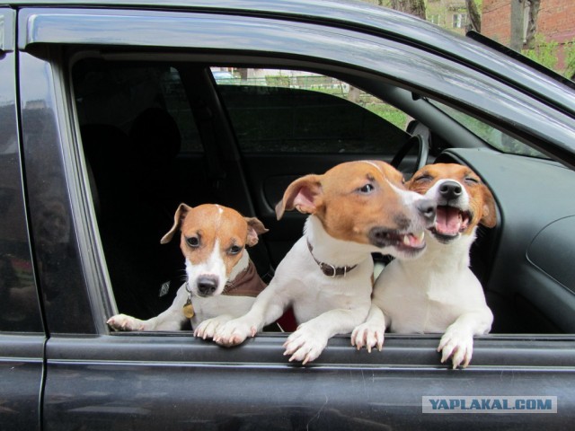 10 самых агрессивных пород собак