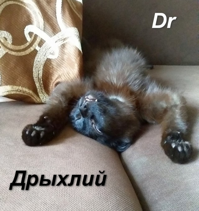 А как спят ваши питомцы?